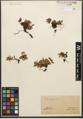 Foto von Salix retusa L.